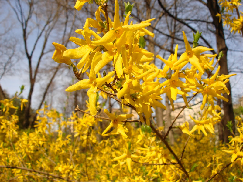 canhmaithahuong