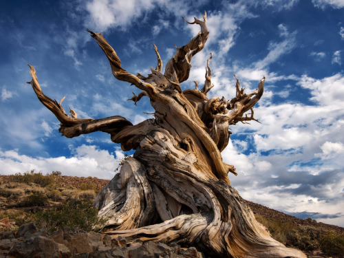 caycotruongtho1 methuselah