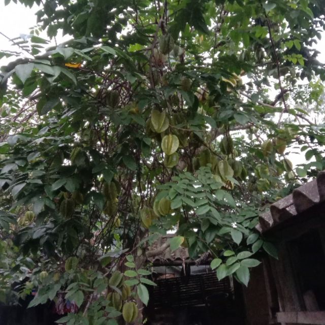 caykhengayxua