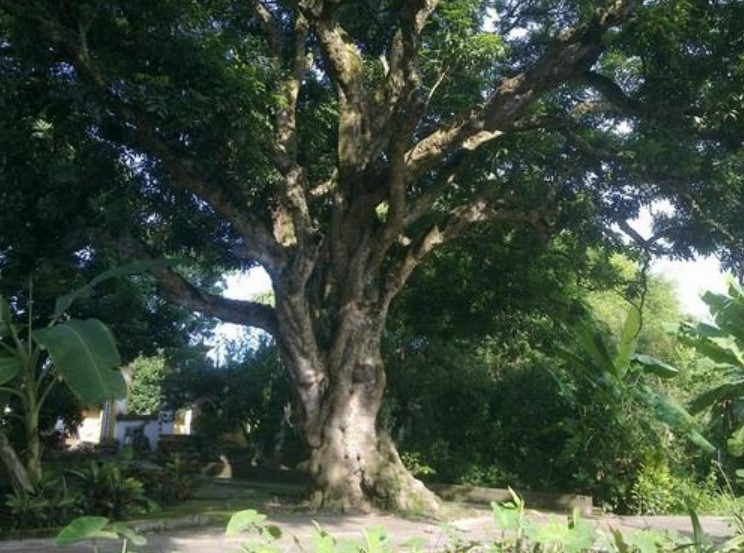 caynhancothu
