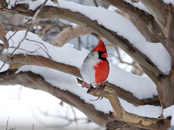chimcardinal