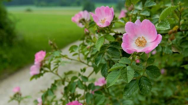 dogrose