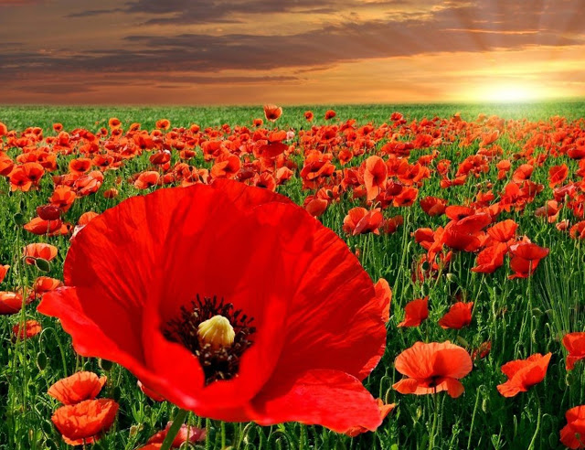 hoa poppy 10