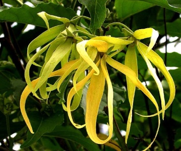 hoasuylangylang