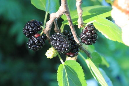 Morus nigra