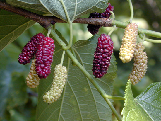Morus rubra fruits