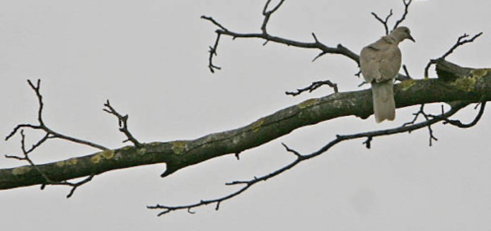 chimcu