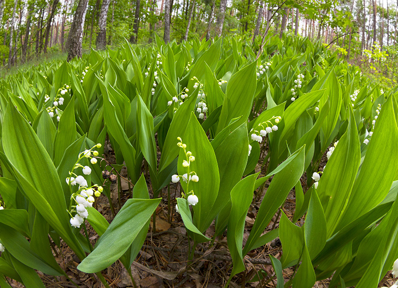 lily valley