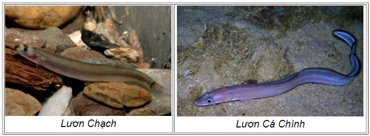 luon