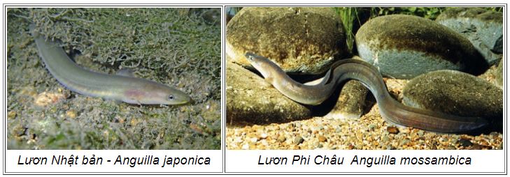 luon2