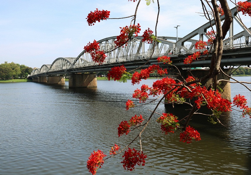 phuong vi 11