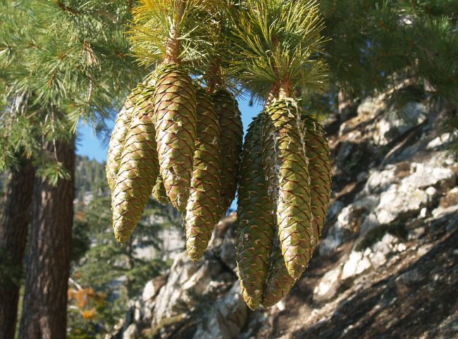 pinus