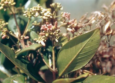 quinine