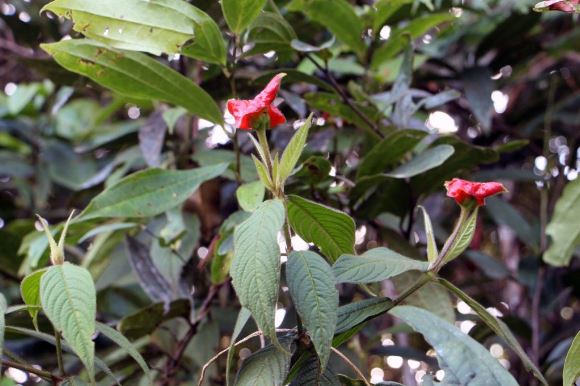 Psychotria