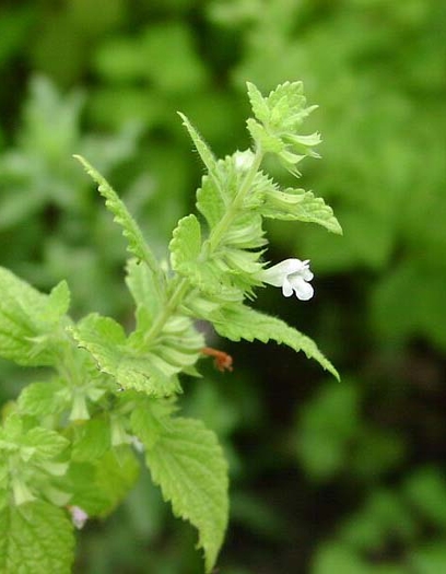 lemon balm 1