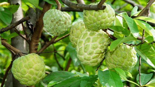 mangcaudai