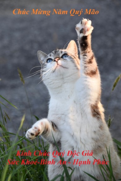 meoquydai