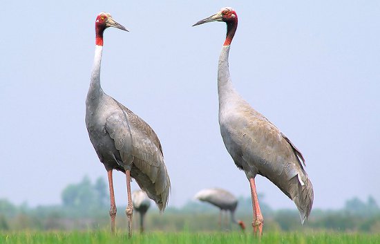 nhoque