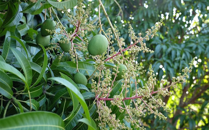 qua xoai vahoa