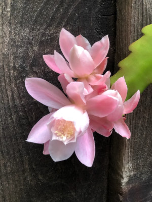 quynh 3