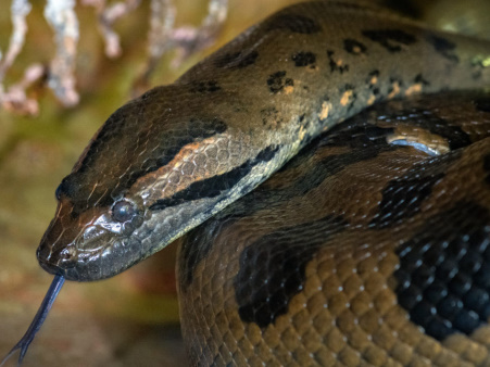 ran1 anaconda
