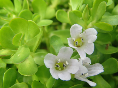 raudang BacopaMonnieri