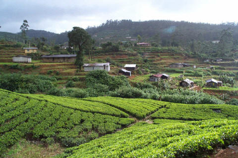 srilanka tea plantation