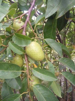 suradoivabiendoi 1