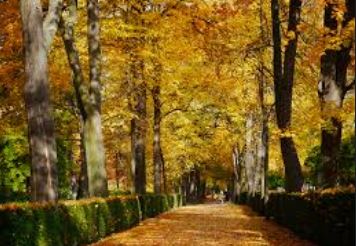 thuvenguyenlac