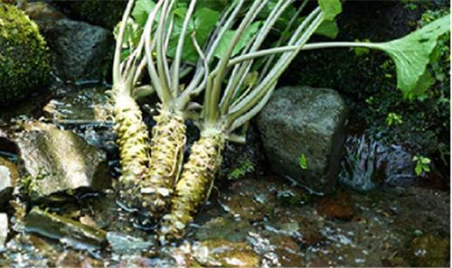 wasabi3
