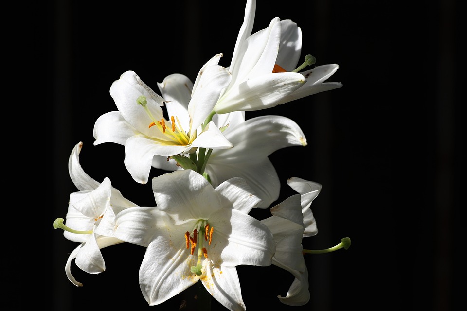 white lily 4269840 960 720