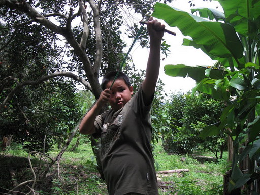 BanChim 01
