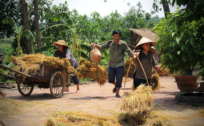 anh hanh ganh lua 1448000837