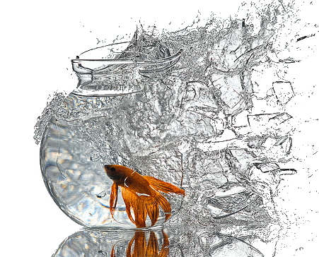 broken fishbowl2