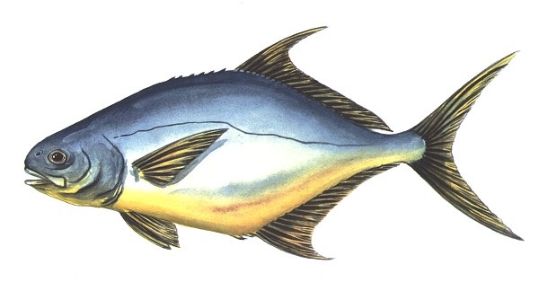 ca9