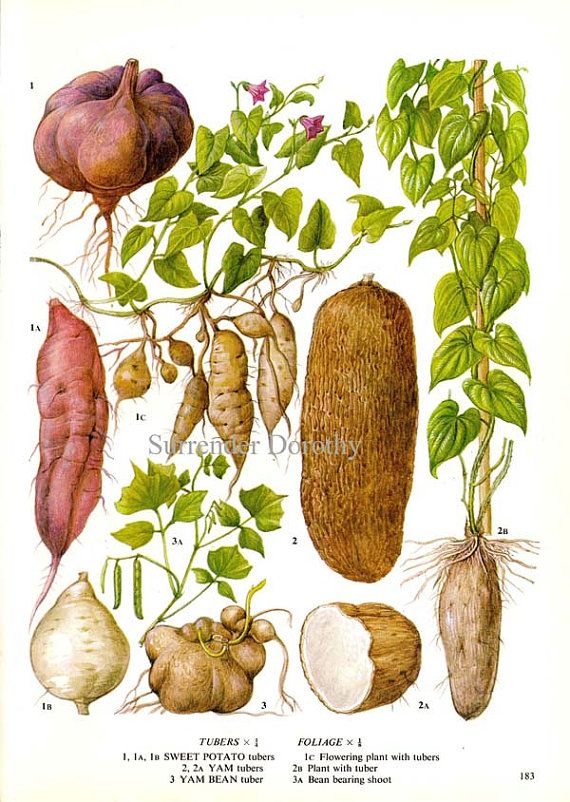 cacloaicu 1