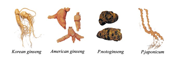 cacloaicu 6