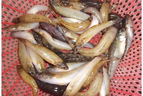 cakho1