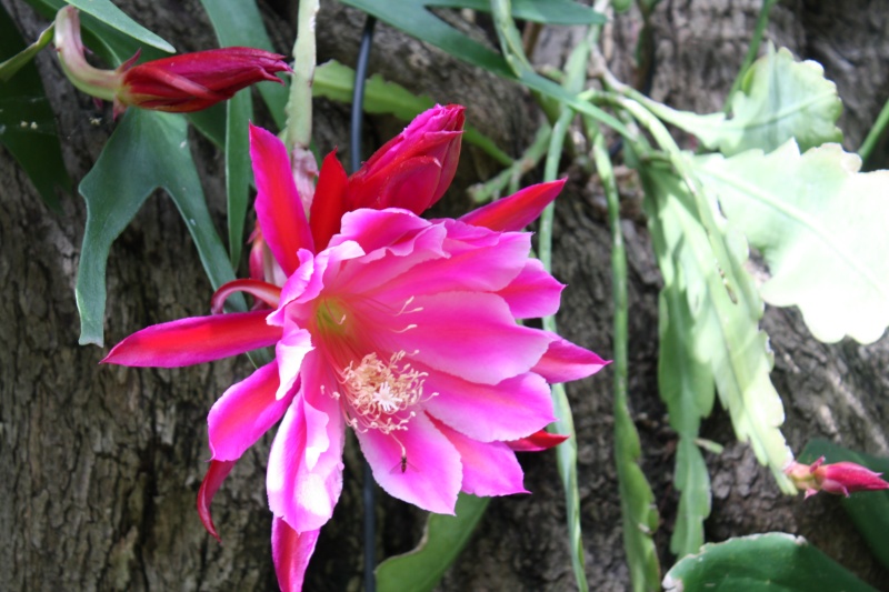 quynhhybriderose