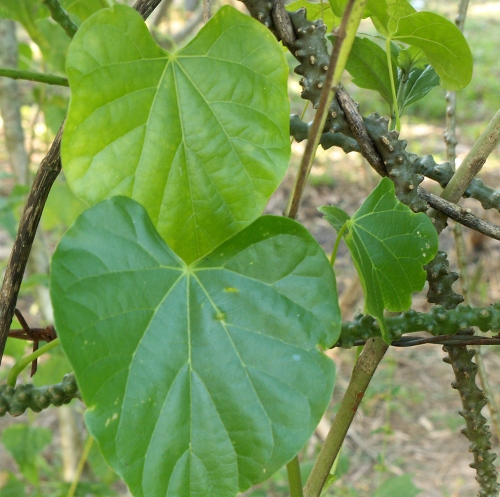 sotret3 Tinospora crispa