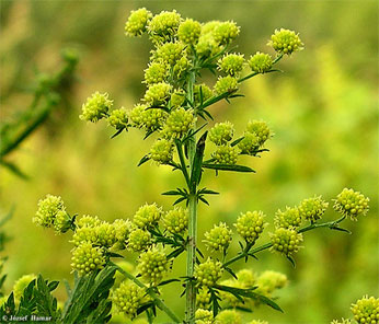 sotret5 artemisia annua
