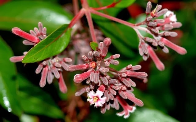 sotret6 Cinchona pubescens