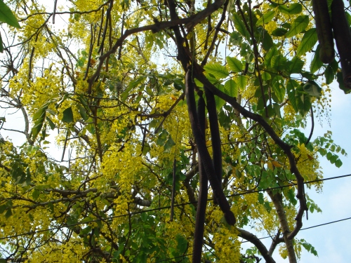 sotret7 cassia abbreviata