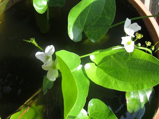 NTLT Bong Chieu Xanh