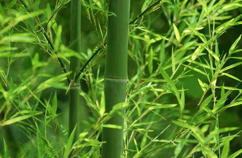 Cay tre viet nam