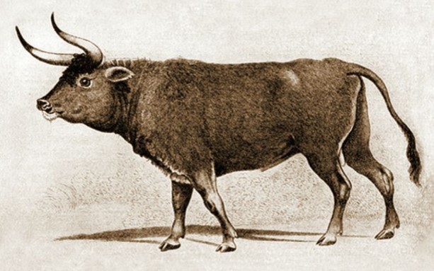 borung