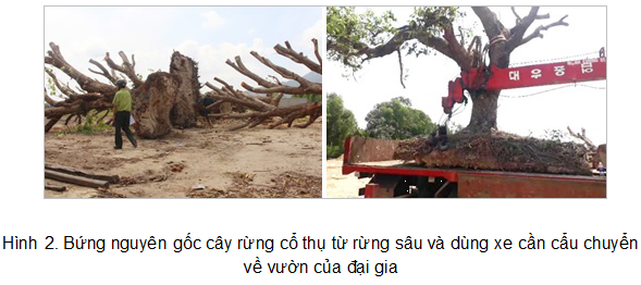 bung nguyen goc cay rung co thu