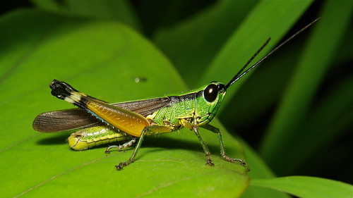 caocaotamsu 1
