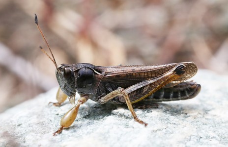 caocaotamsu 2