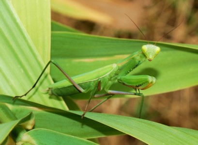 caocaotamsu 8